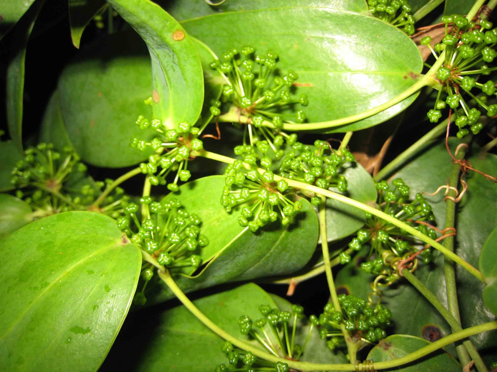 Smilax glabra