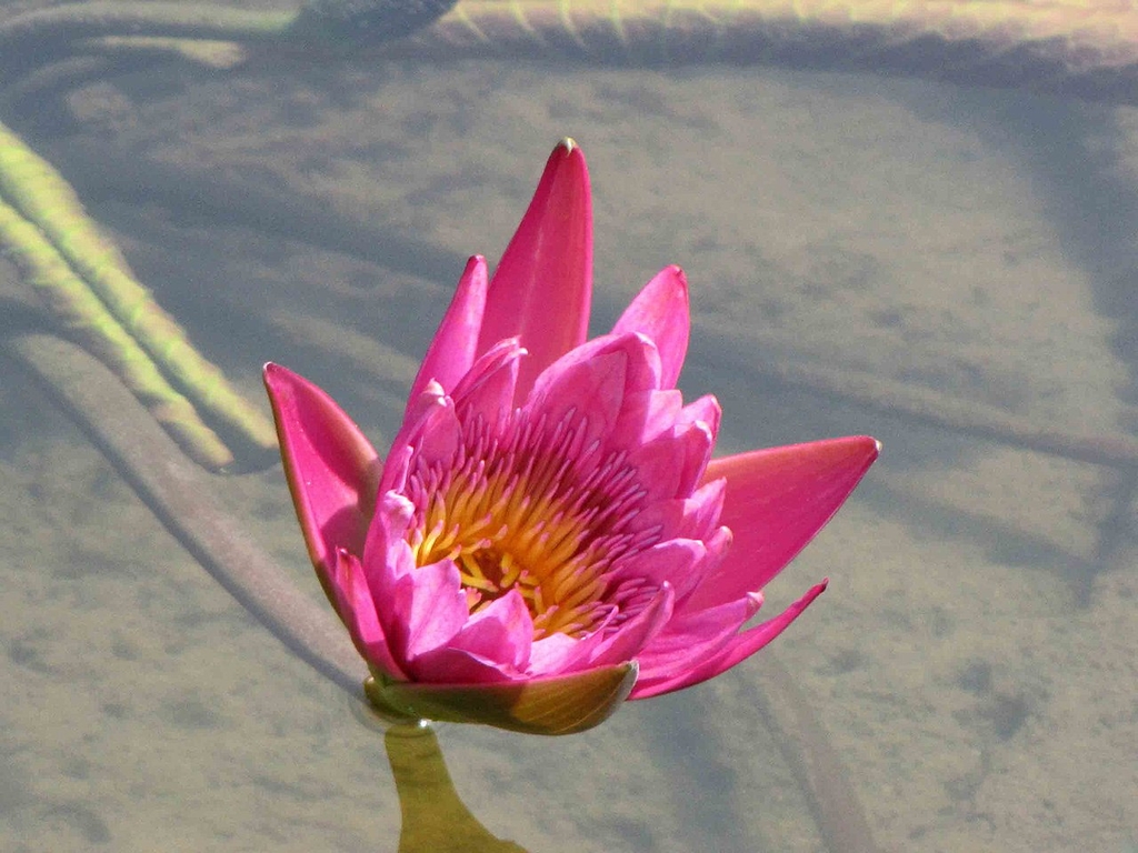 Partially opened pink water lily with yellow stamens in center