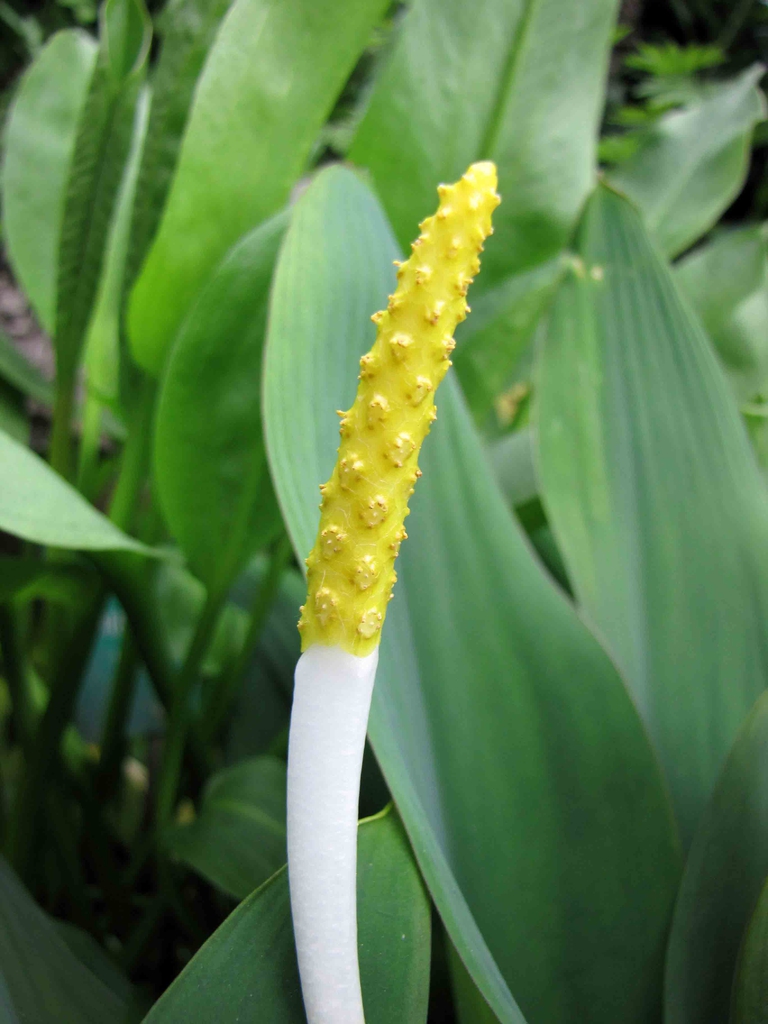 Orontium aquaticum