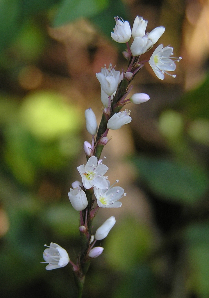 Polygonum hydropiper