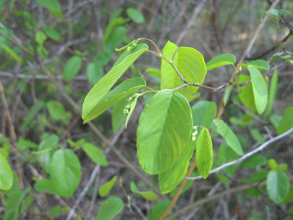 Leaves