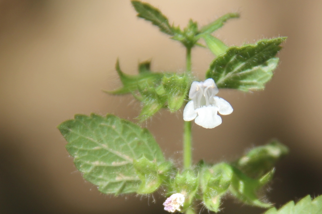 Flower and stem, shows fine hairs
