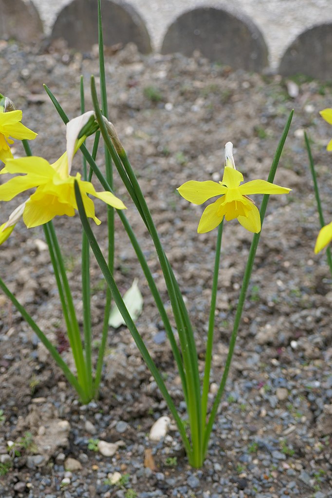 Form