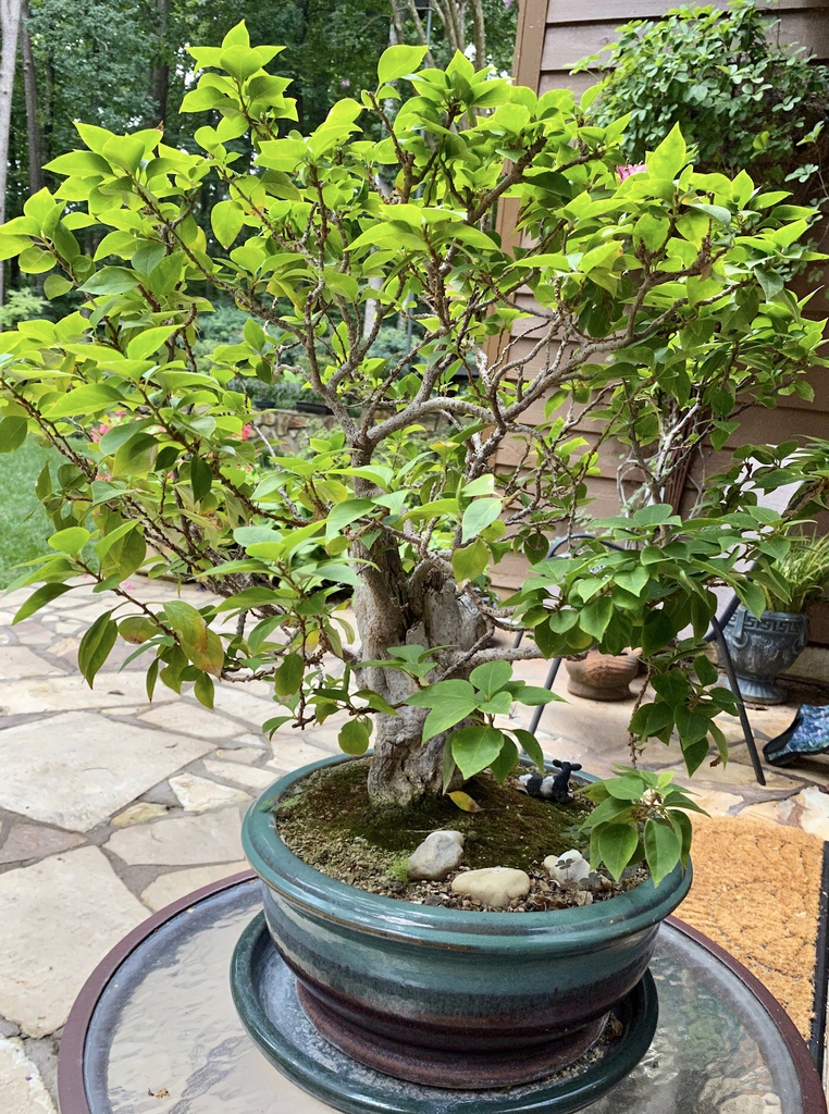 As bonsai