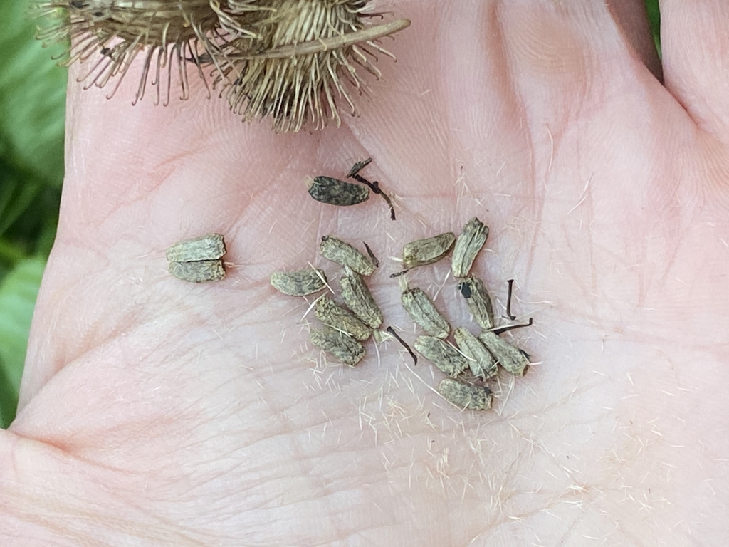 Seeds