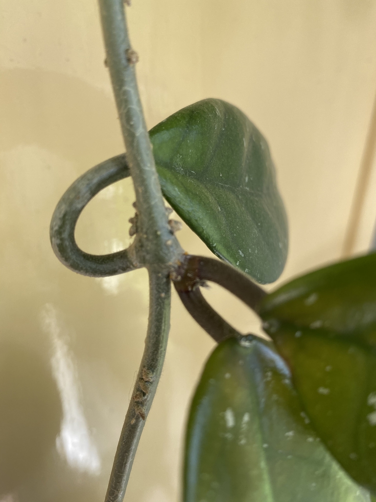 Roots form along the stem