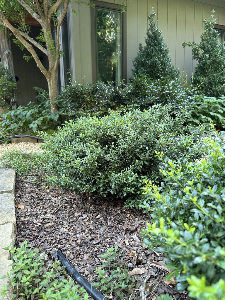 small rounded shrub with shiny leaves.