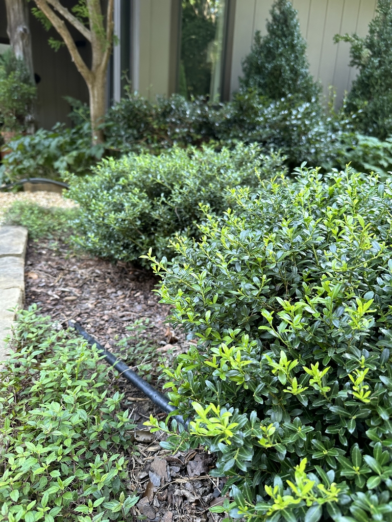 small rounded shrub with shiny leaves.