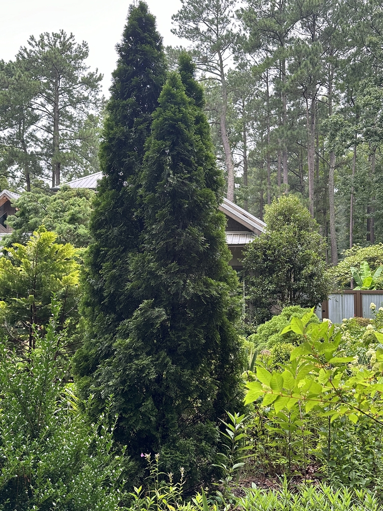 Upright, fastigiate conifer with dark green foliage.