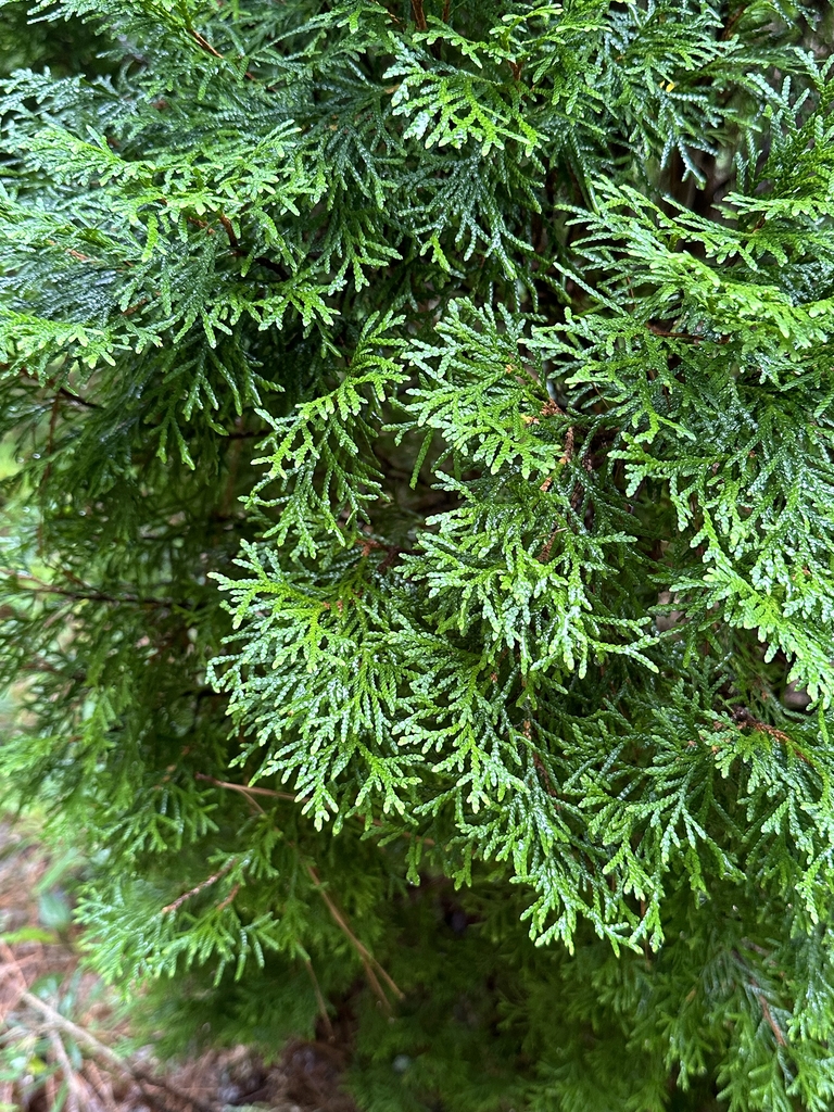Dark green foliage in flattened branches