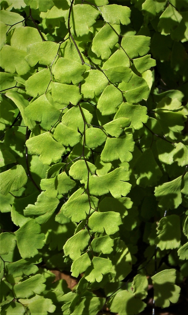 Branches in June - Durham Co., NC