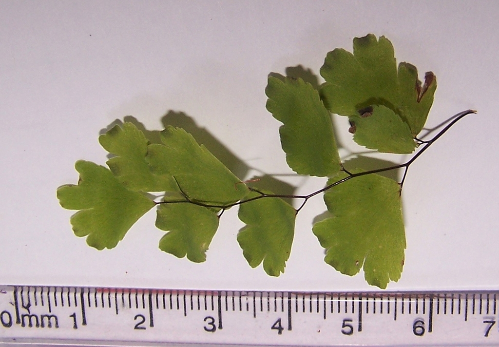 Leaves on single branch - June - Durham Co., NC