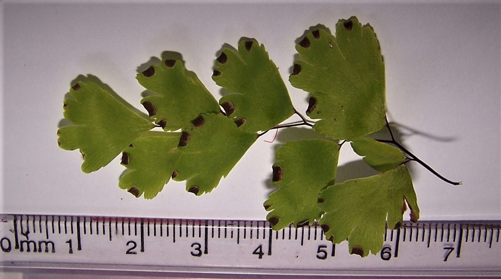 Leaves Underside - June - Durham Co., NC