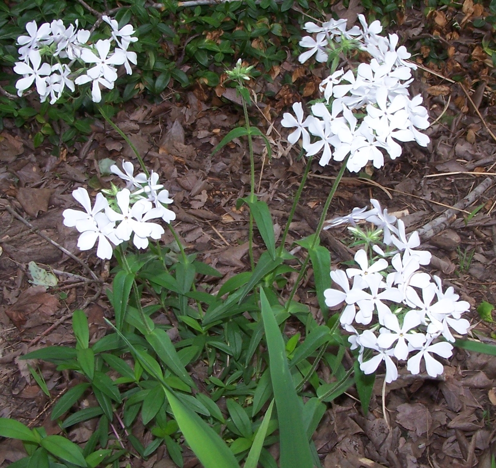 Shows several bunches of the pure white pinwheel shaped flowers.