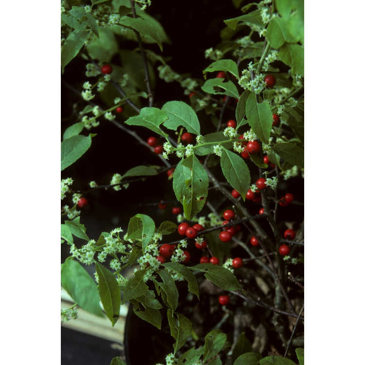 Fruit and Leaves