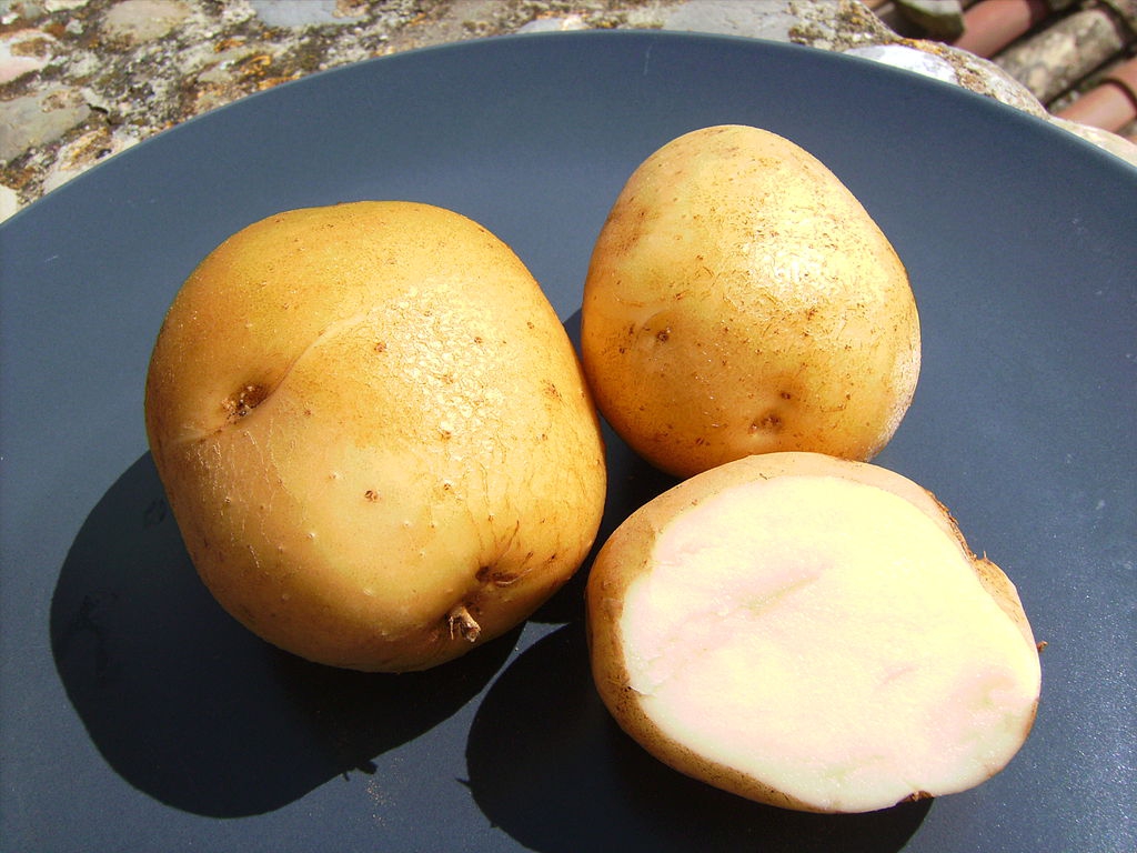 Solanum tuberosum