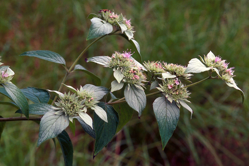 P. incanum Flowers and leaves