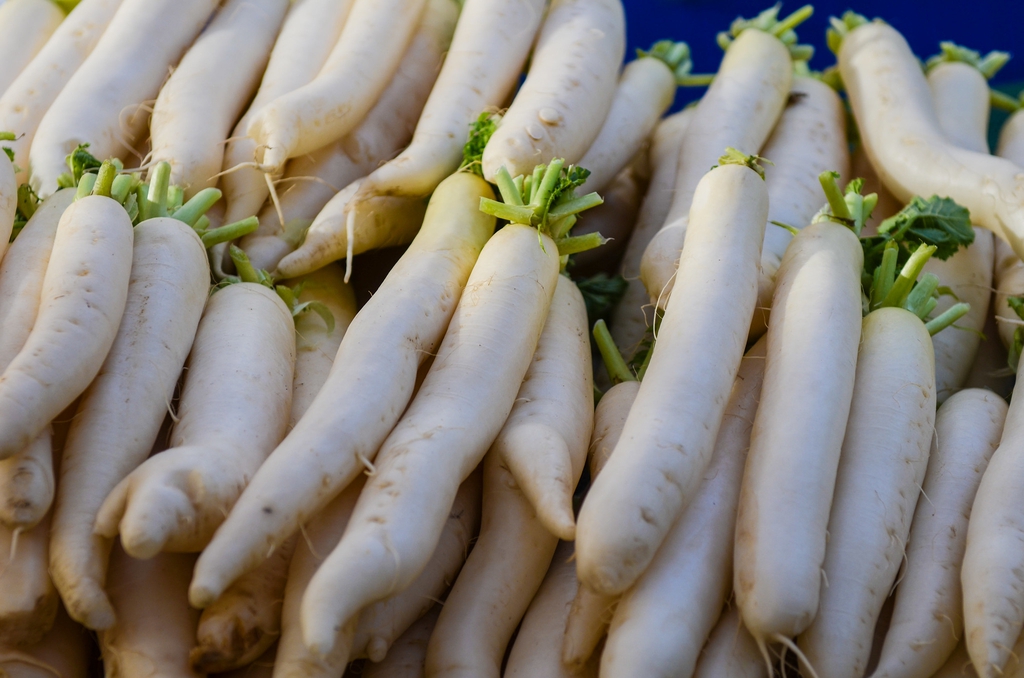 Raphanus raphanistrum subsp. sativus