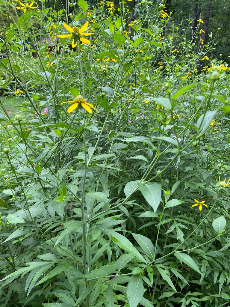 Tall plant
