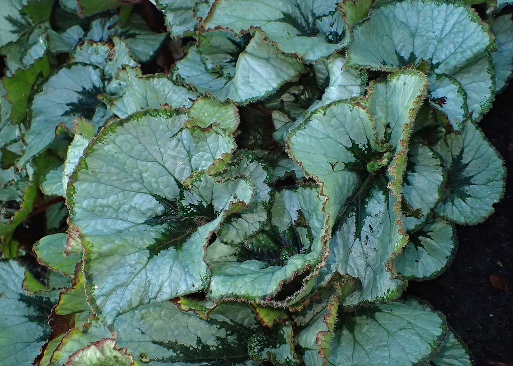 Leaves