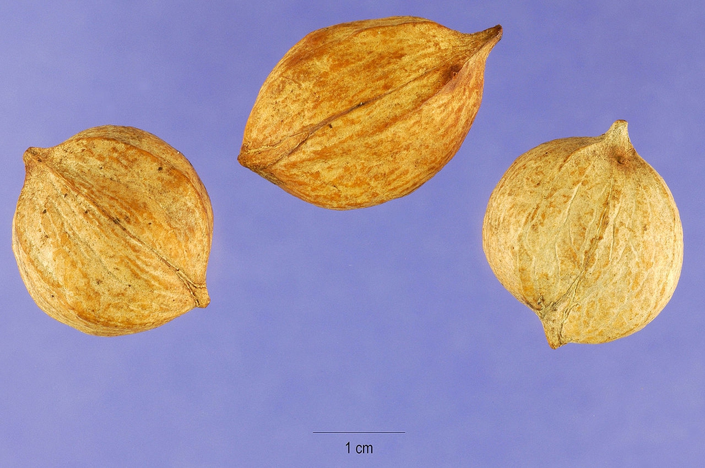 Nuts