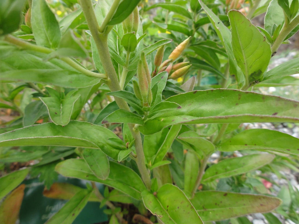Stems and leaves
