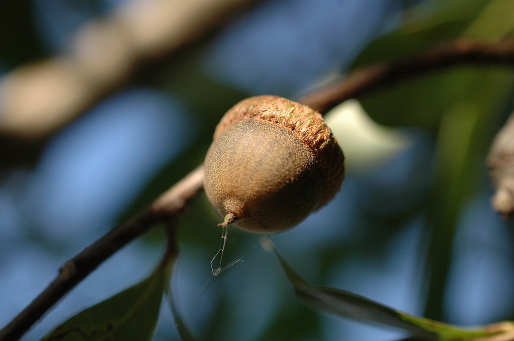 Fruit