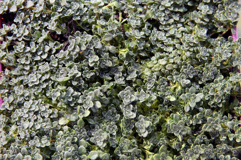 Leaves