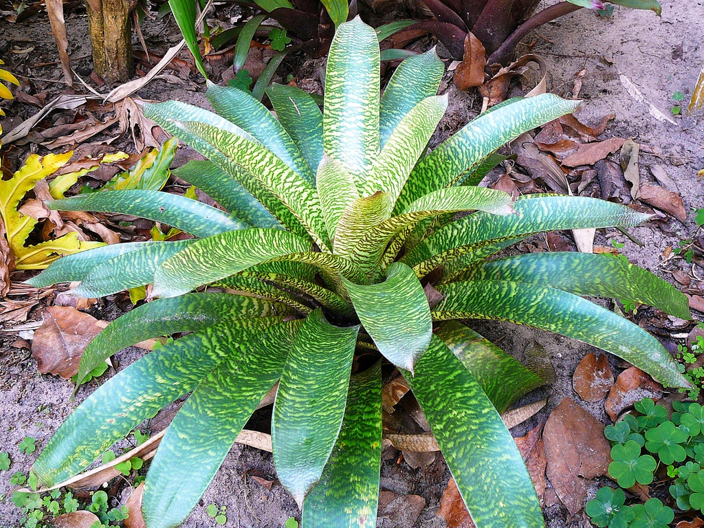 Rosette of variegated green and brown leaves.