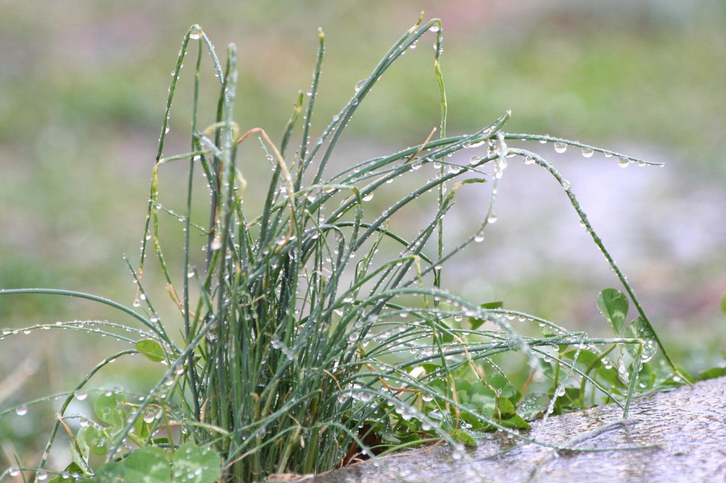 Allium vineale