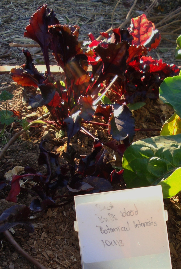 Beta vulgaris (Garden Beet Group)