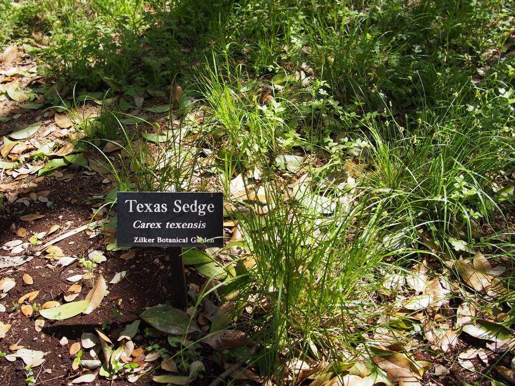 Clump of fine, filiform, grassy foliage.