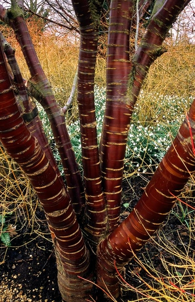 Prunus serrulata