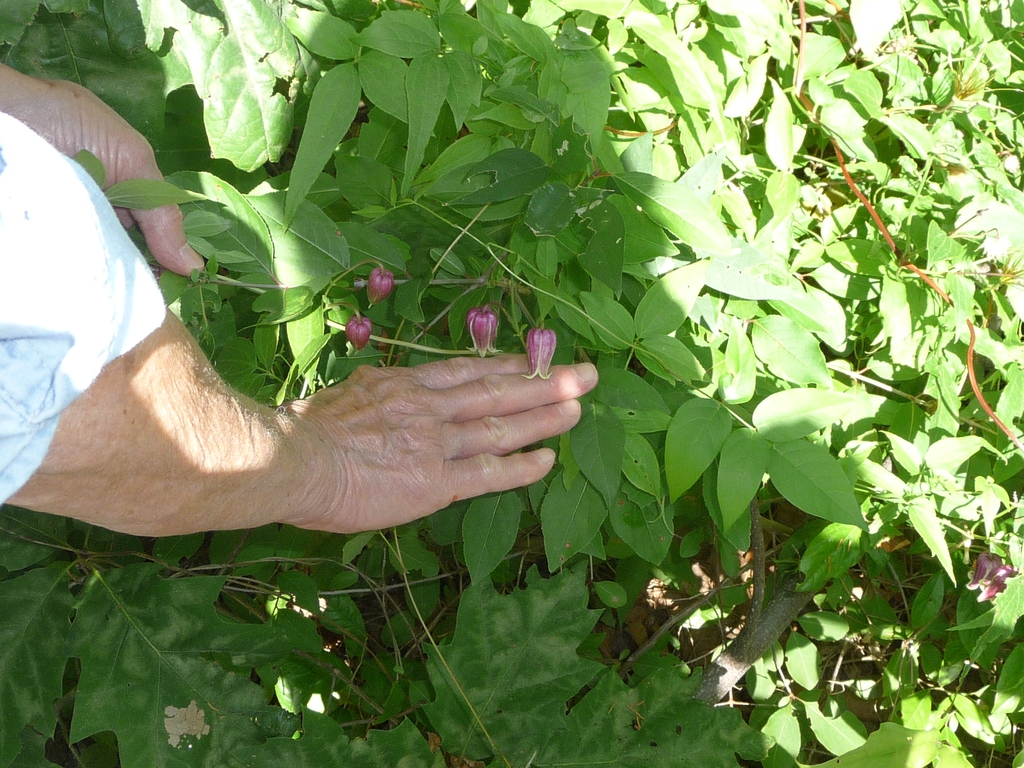 Clematis glaucophylla