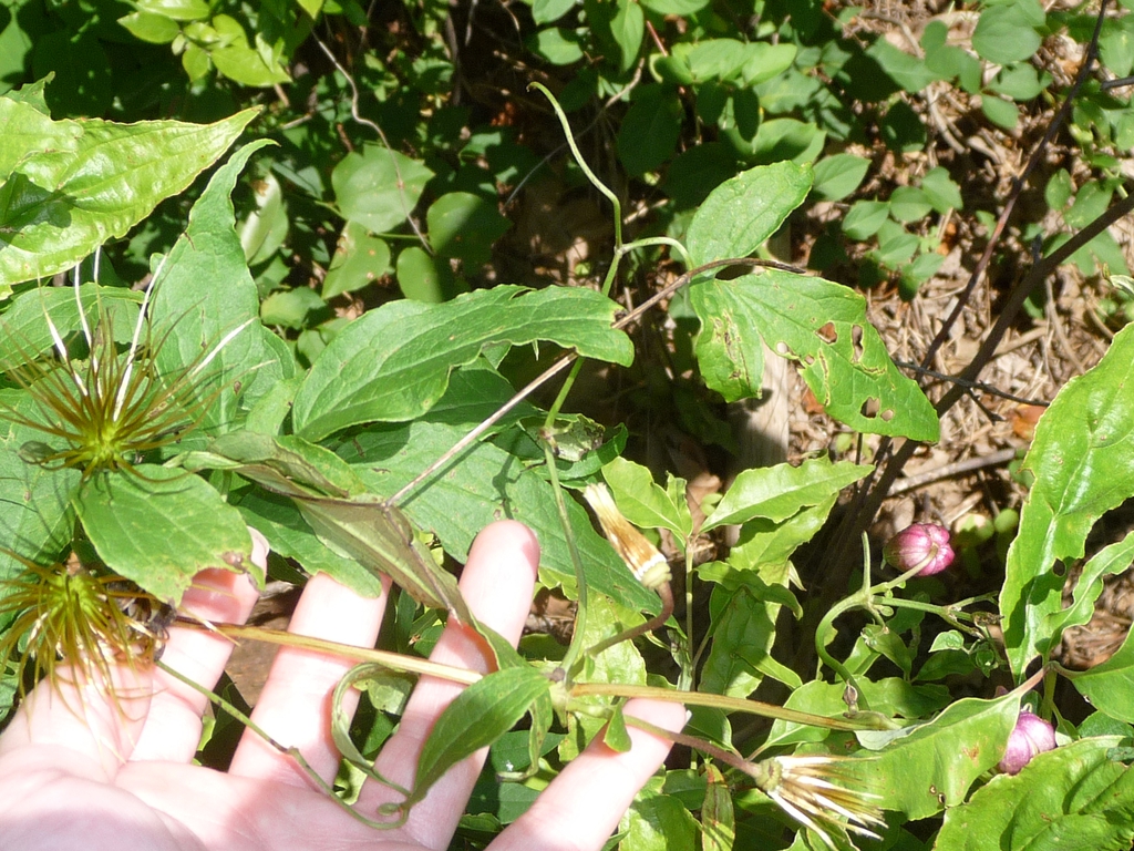 Clematis glaucophylla