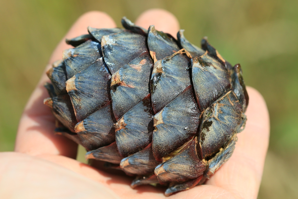 Pinus cembra
