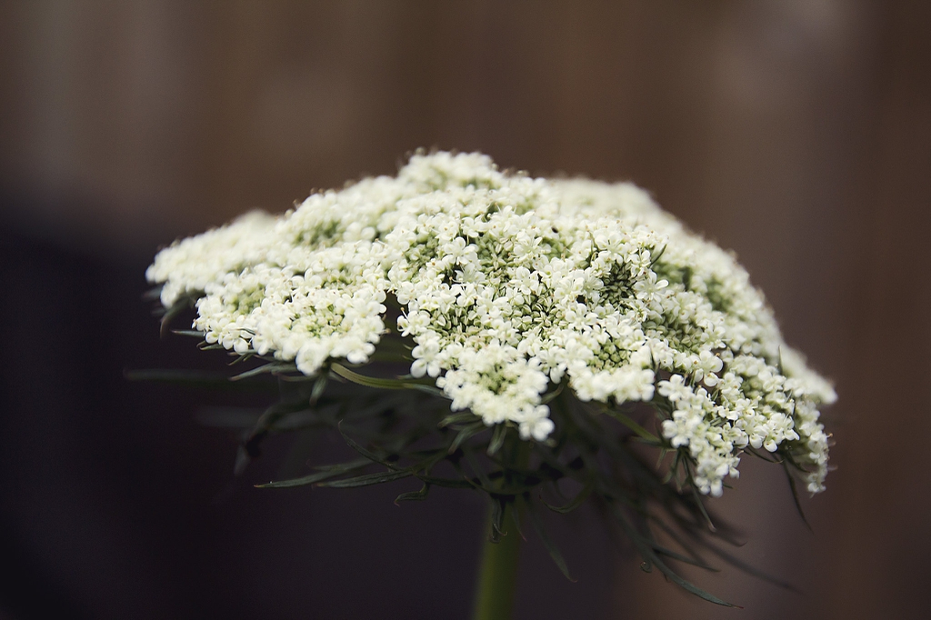 Daucus carota subsp. sativus