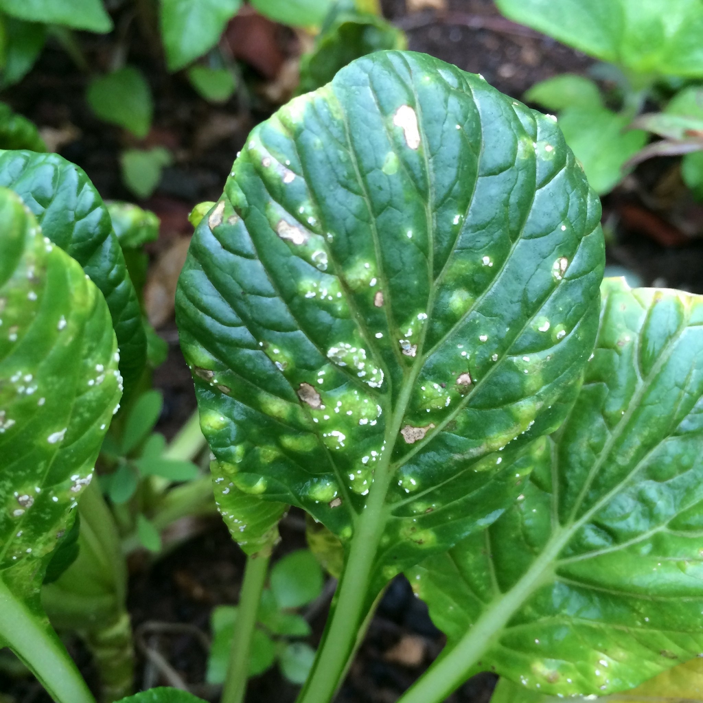 Brasscia rapa (Chinensis Group)