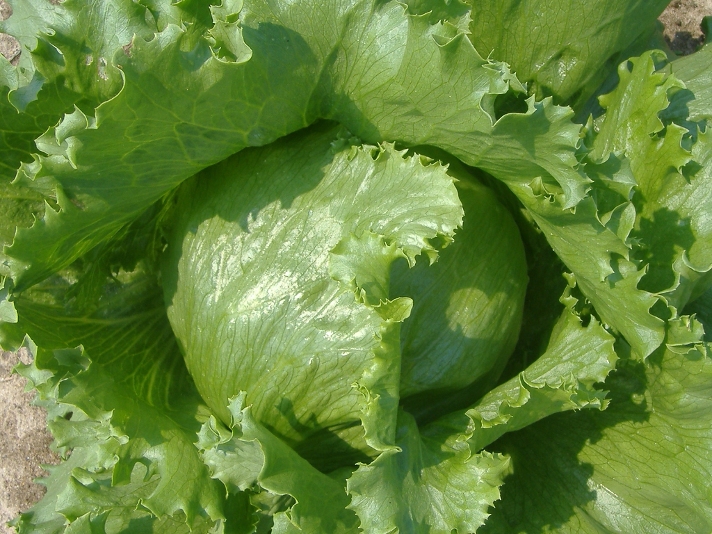 Lactuca sativa