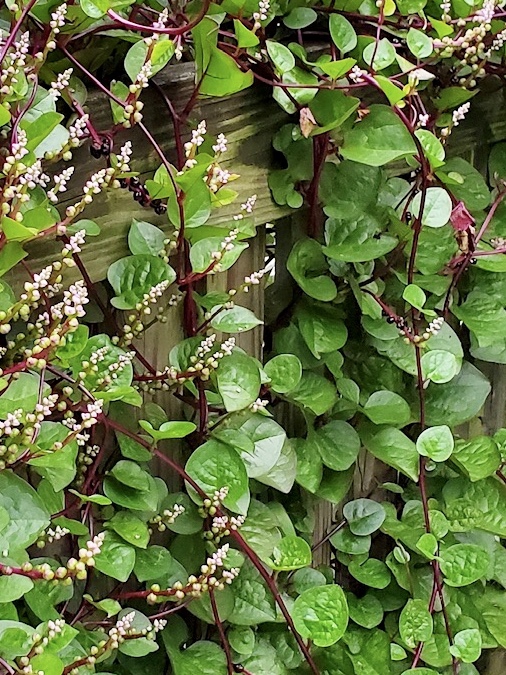 Leaves and blooms