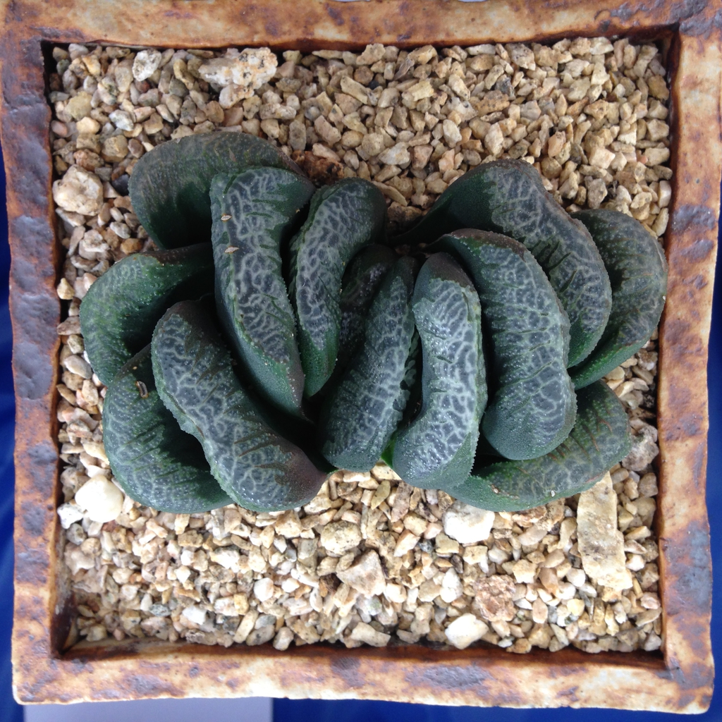 Haworthia