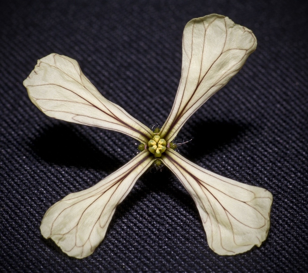Eruca vesicaria