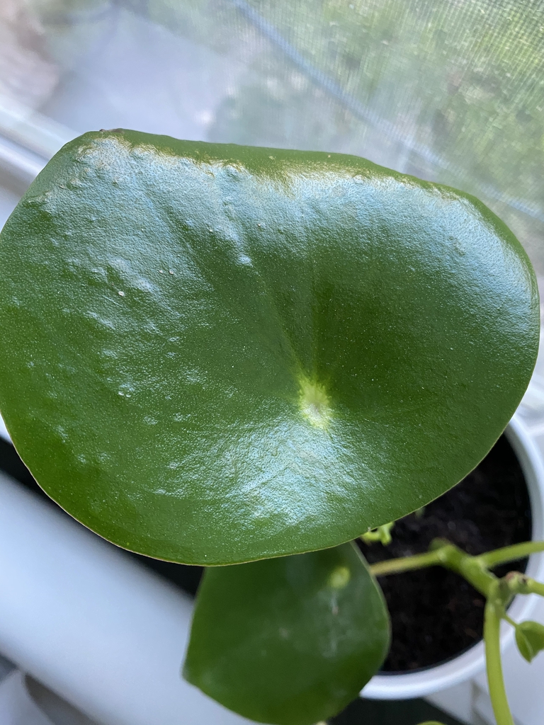 Teardrop-shaped leaves with a dimple in the center.