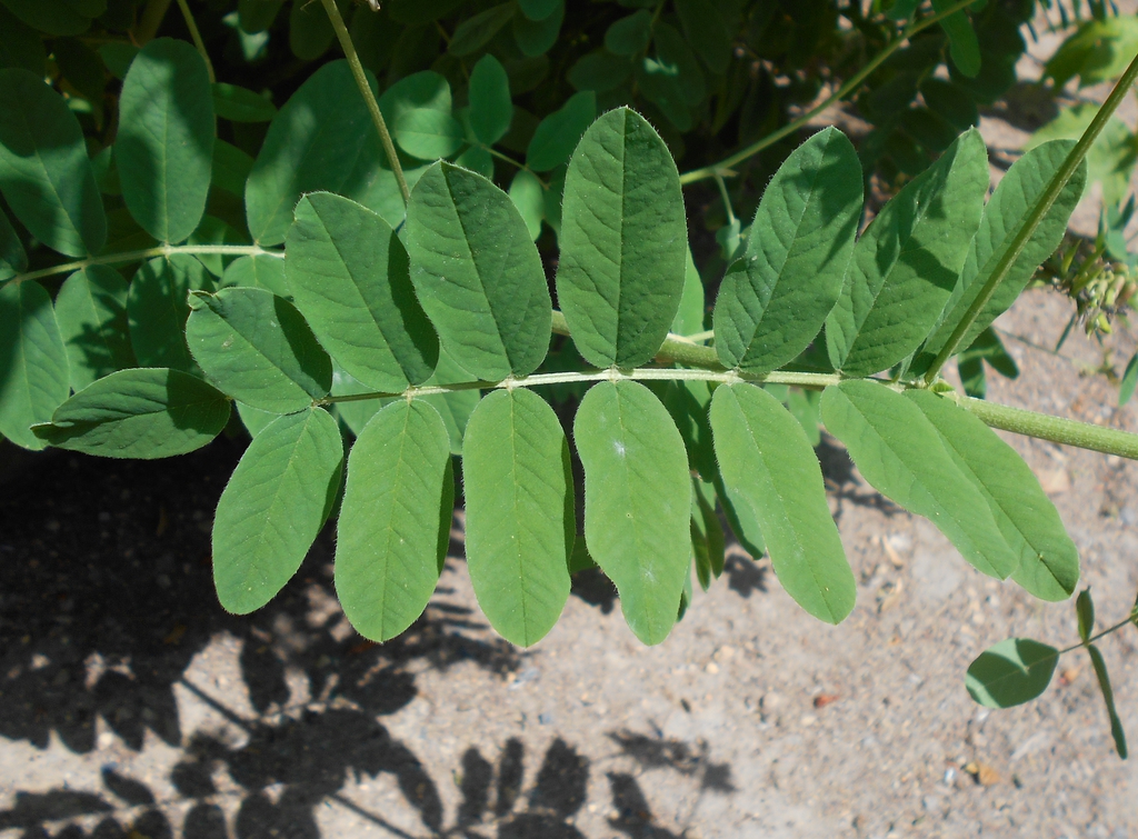 leaves
