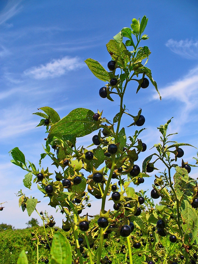 leaves