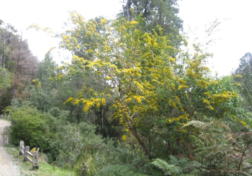 flower and leaves