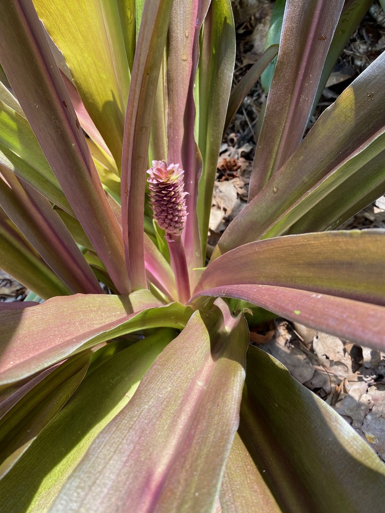 Emerging flower