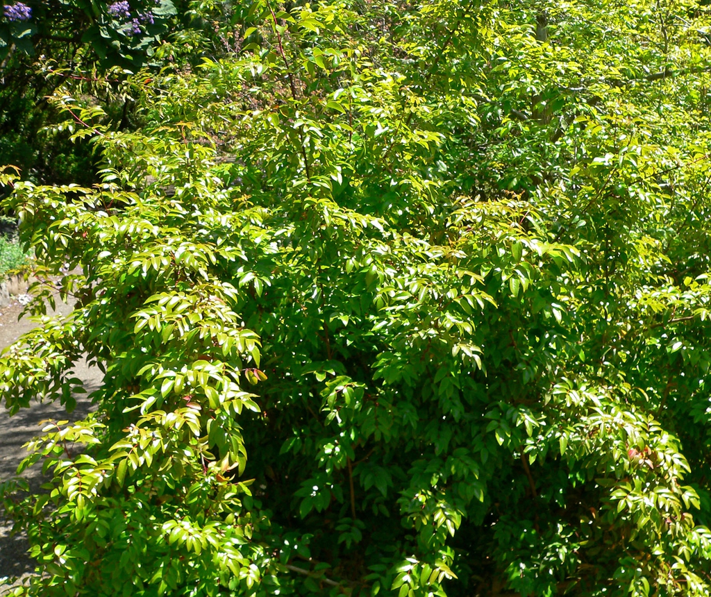 Dense form of the shrub