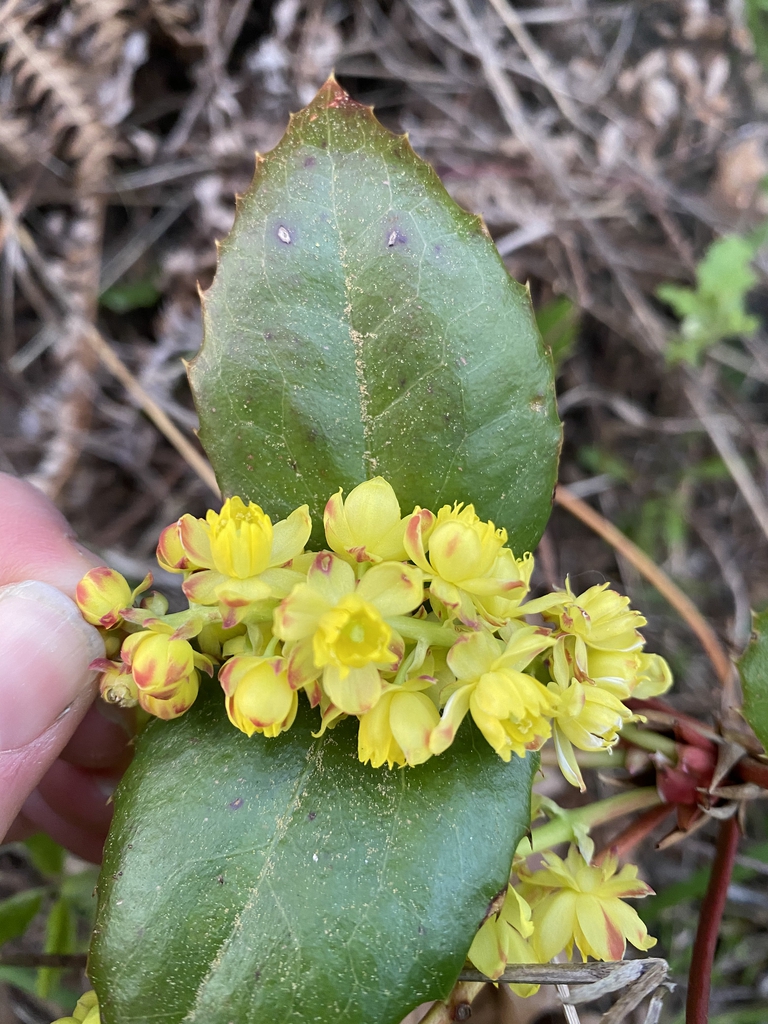 Yellow flowers mid-spring.