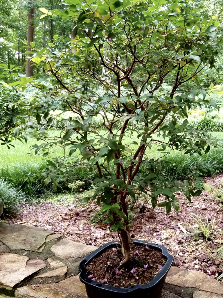 As bonsai
